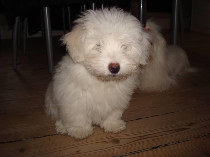 Coton de tulear Malou billede 10