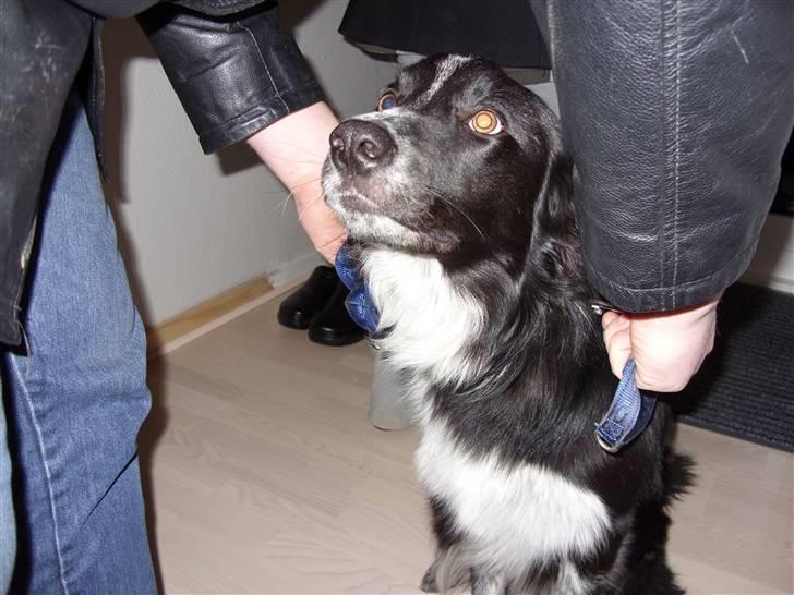 Border collie Harry billede 17