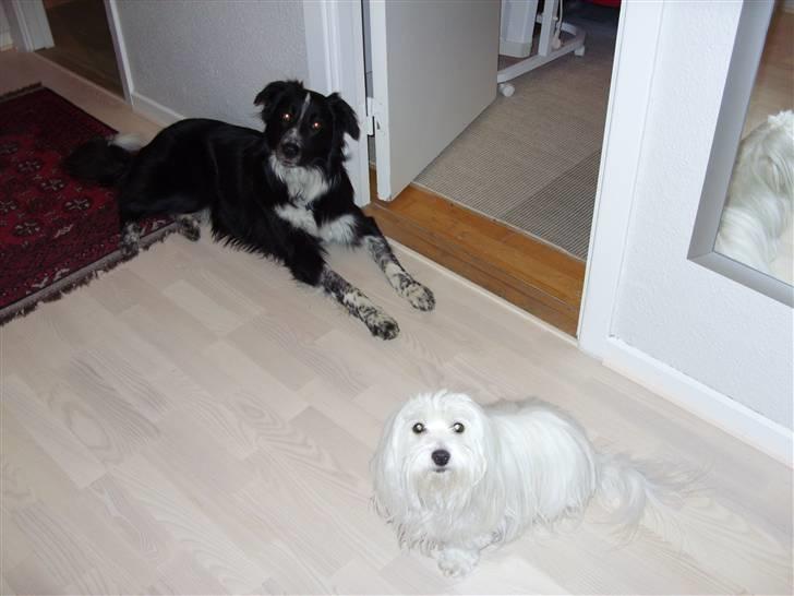 Coton de tulear *~Tut~* billede 16