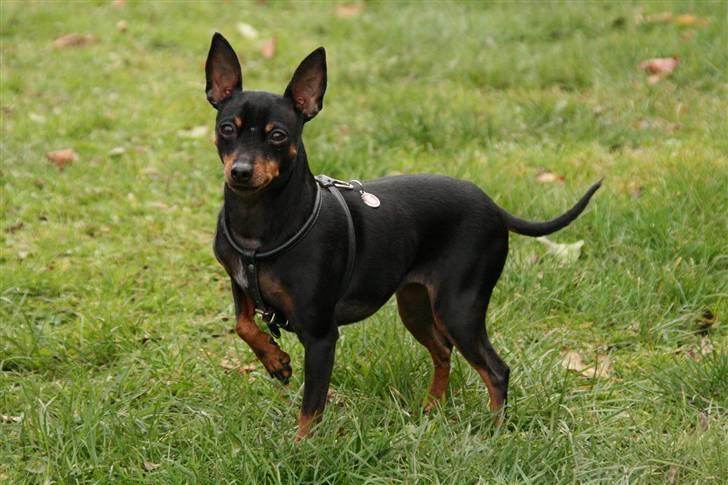 Dvaergpinscher Beluga - Portræt af Bevi Beluga billede 1