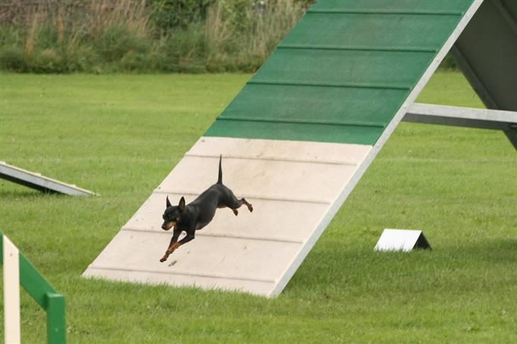 Dvaergpinscher Beluga - Beluga i fuld fart over A´et billede 2