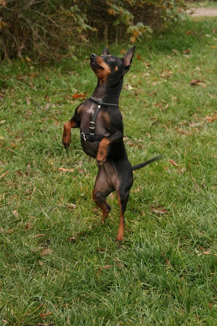 Dvaergpinscher Beluga - Beluga danser billede 3