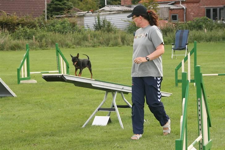 Dvaergpinscher Beluga - Beluga på vippen billede 4