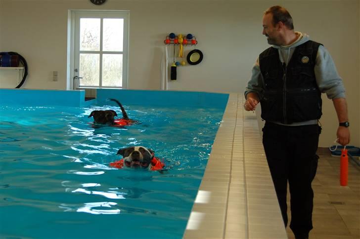 Amerikansk staffordshire terrier Kira billede 13