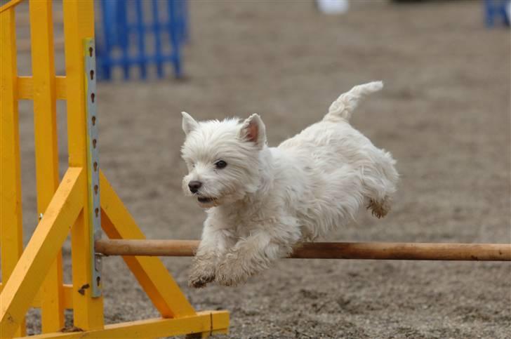 West highland white terrier Mickey - Til agility opvisning billede 1