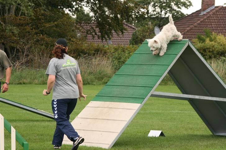 West highland white terrier Mickey - Mickey på vej over A´et billede 2
