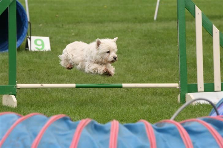 West highland white terrier Mickey - Til DM i agility billede 3