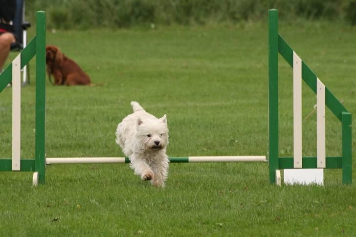 West highland white terrier Mickey - Mickey i fuld 4-Spring billede 4