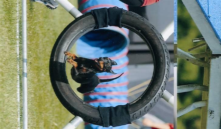 Dvaergpinscher Beluga billede 5