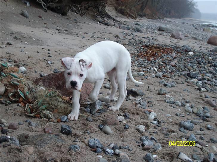 Amerikansk bulldog Kenzo - På stranden :) billede 5