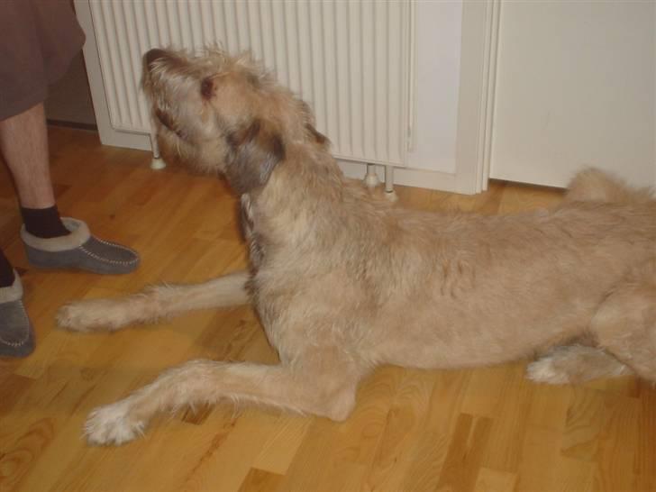 Irsk ulvehund Victor - Gi´ mig så den bold!!!! billede 9