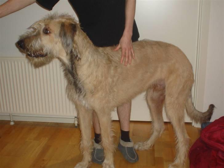 Irsk ulvehund Victor - Jeg kan IKKE få ham til at stå ordentligt billede 10