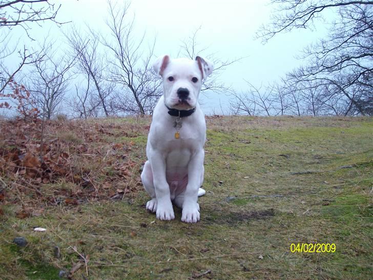 Amerikansk bulldog Kenzo - :) billede 8