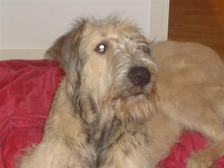 Irsk ulvehund Victor billede 11