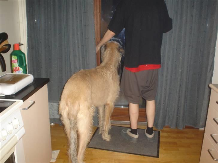 Irsk ulvehund Victor - Sebastian og Victor skal ud og tisse billede 12