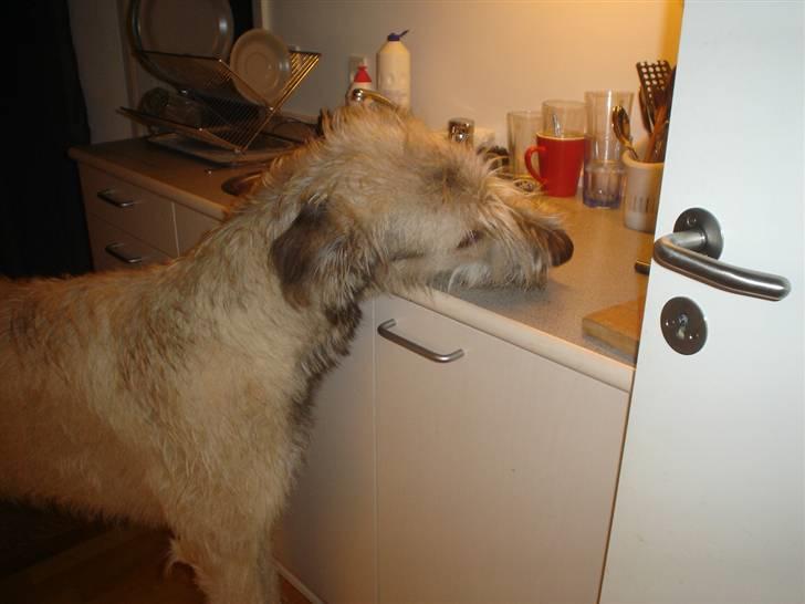 Irsk ulvehund Victor - hmmmm........ billede 13