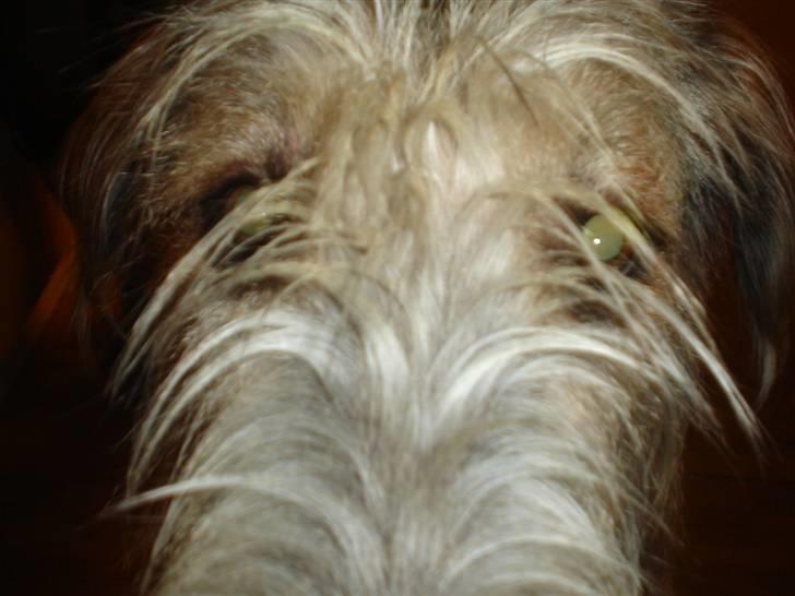 Irsk ulvehund Victor - Hallo du billede 14