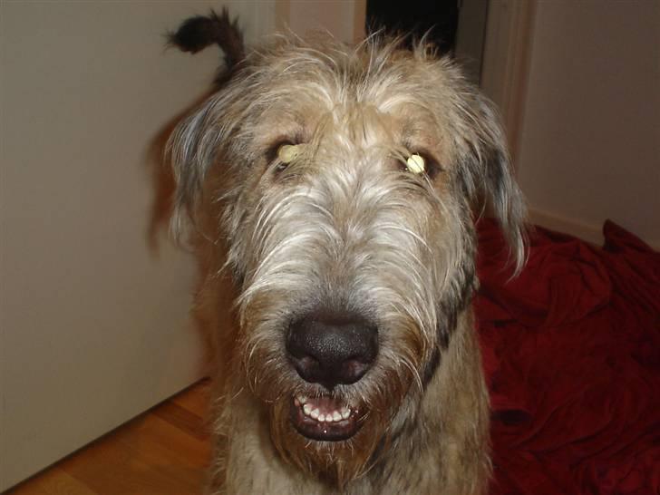 Irsk ulvehund Victor billede 15