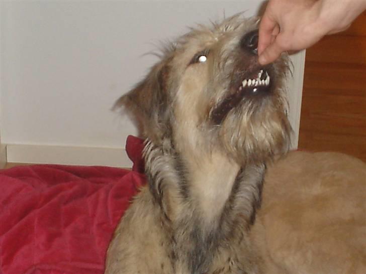 Irsk ulvehund Victor billede 16