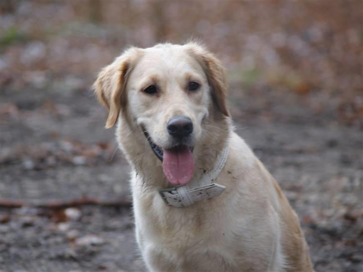 Golden retriever Nanna billede 18