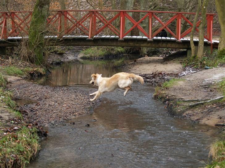 Golden retriever Nanna billede 19