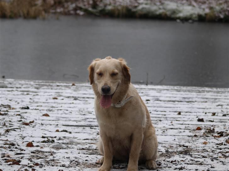 Golden retriever Nanna billede 20
