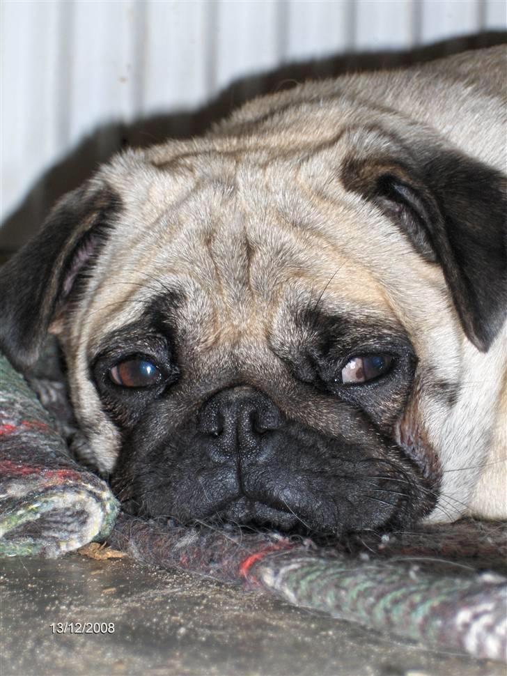 Mops BOTHILDE billede 11