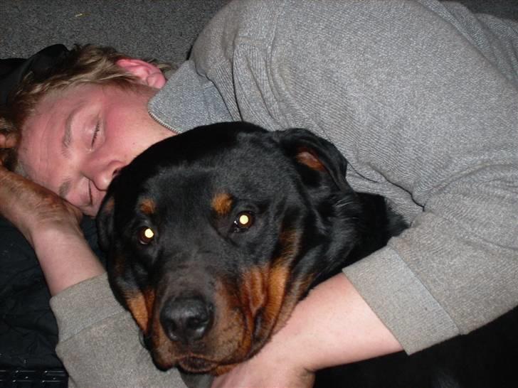 Rottweiler joejoe + 8-02-2010 billede 10