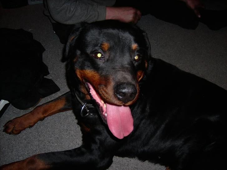 Rottweiler joejoe + 8-02-2010 billede 12