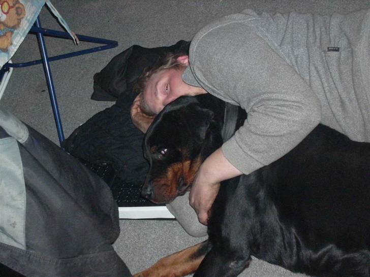 Rottweiler joejoe + 8-02-2010 billede 13