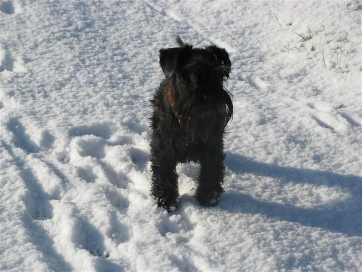 Dvaergschnauzer Rumle  - 12) Nyt =) (9/2 2009) billede 12