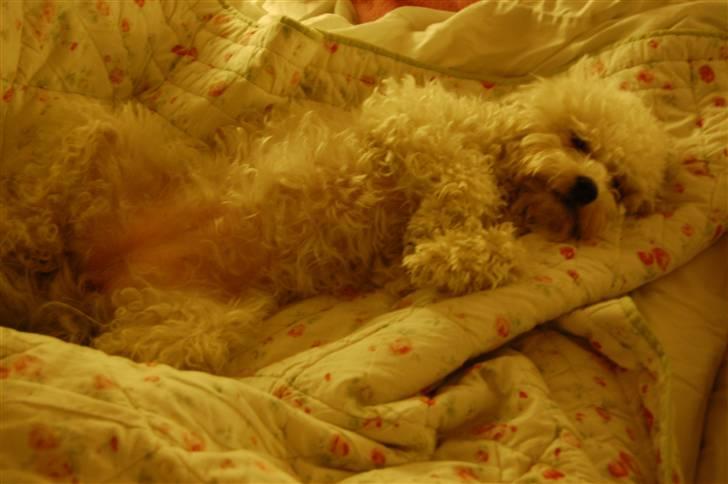 Løwchen  Zibbe - Zibbe er gået i seng billede 17