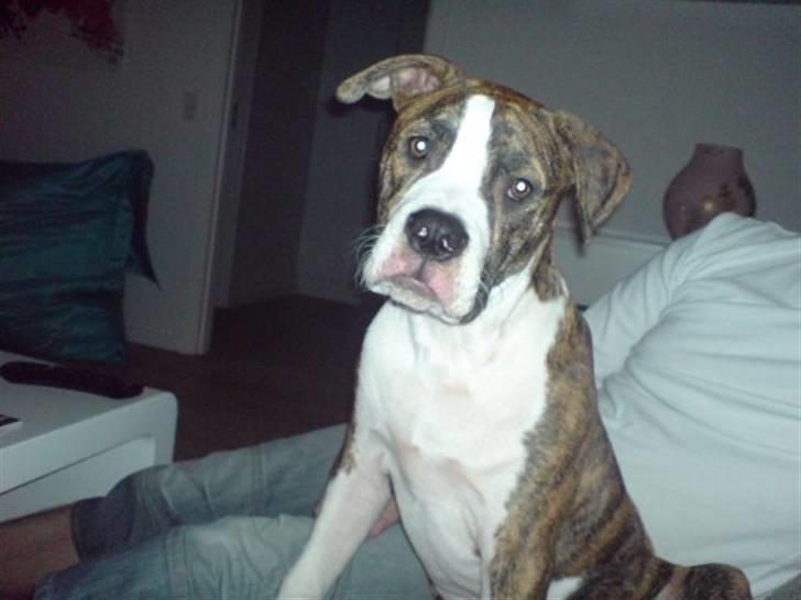 Amerikansk bulldog King billede 1