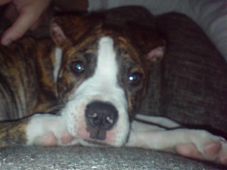 Amerikansk bulldog King billede 2