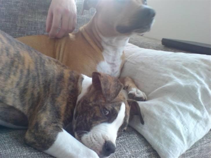 Amerikansk bulldog King billede 3