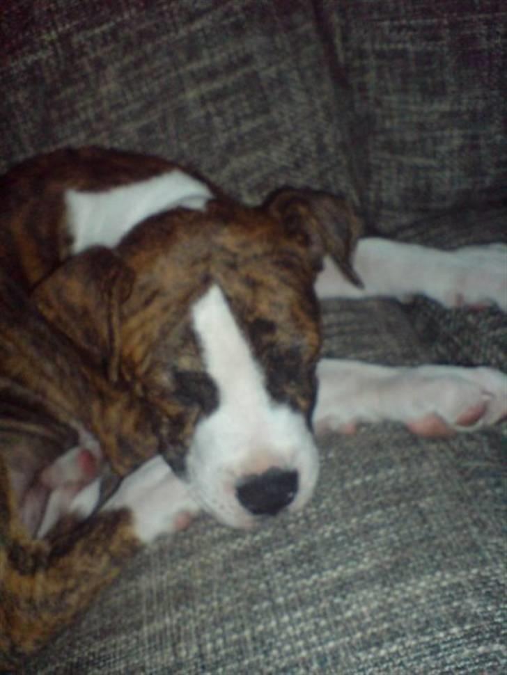 Amerikansk bulldog King billede 4