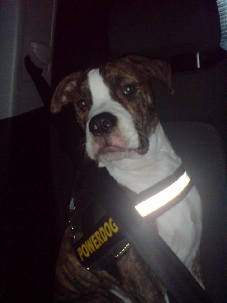 Amerikansk bulldog King billede 5