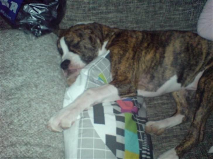 Amerikansk bulldog King billede 6