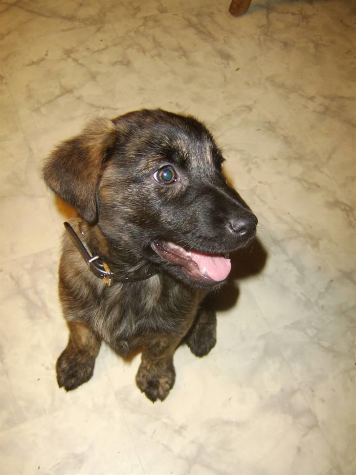 Blanding af racer Donna billede 1