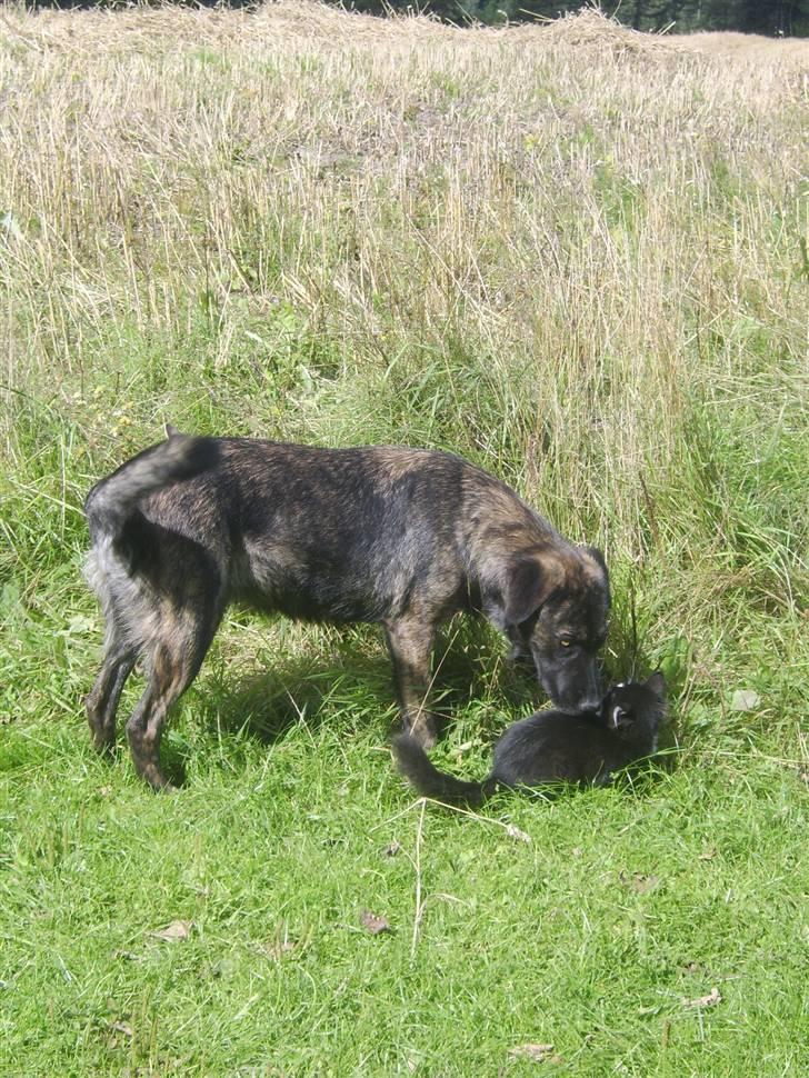 Blanding af racer Donna - Nyt  billede 2