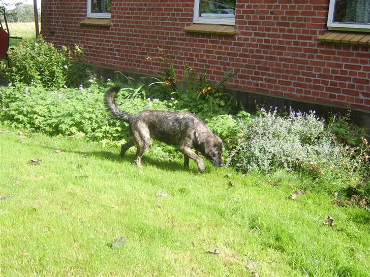 Blanding af racer Donna billede 3