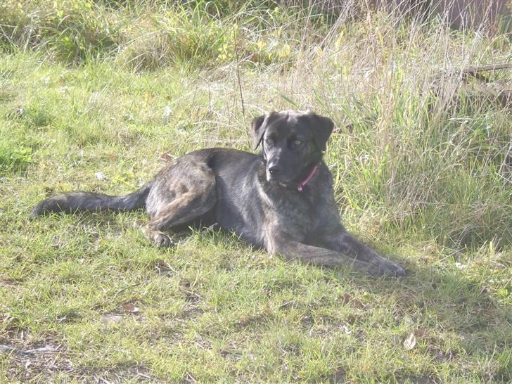 Blanding af racer Donna billede 4