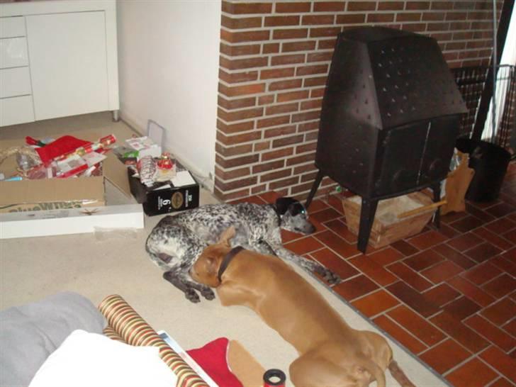 Blanding af racer Balou - Rip ???? billede 6