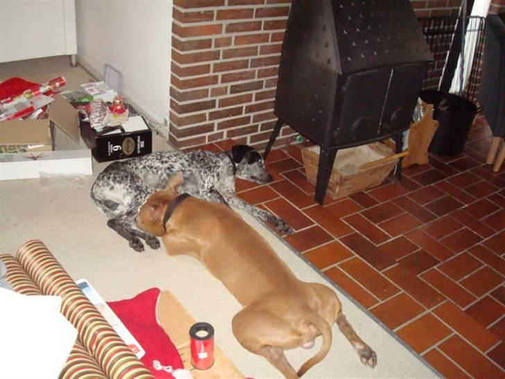 Blanding af racer Balou - Rip ???? billede 7