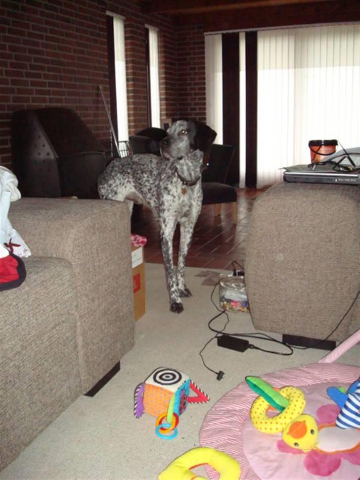 Blanding af racer Balou - Rip ???? billede 8