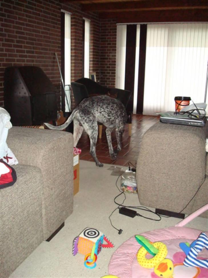 Blanding af racer Balou - Rip ???? billede 9