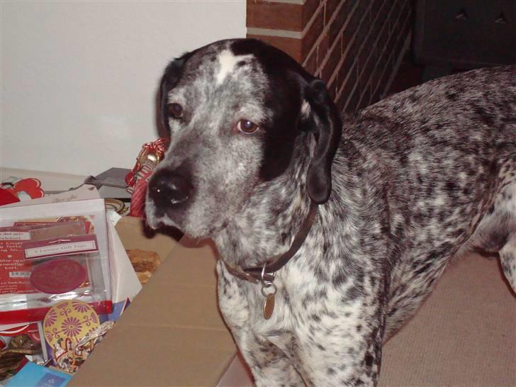 Blanding af racer Balou - Rip ???? billede 10