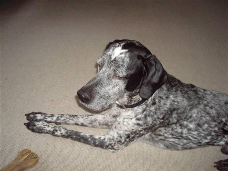 Blanding af racer Balou - Rip ???? billede 11