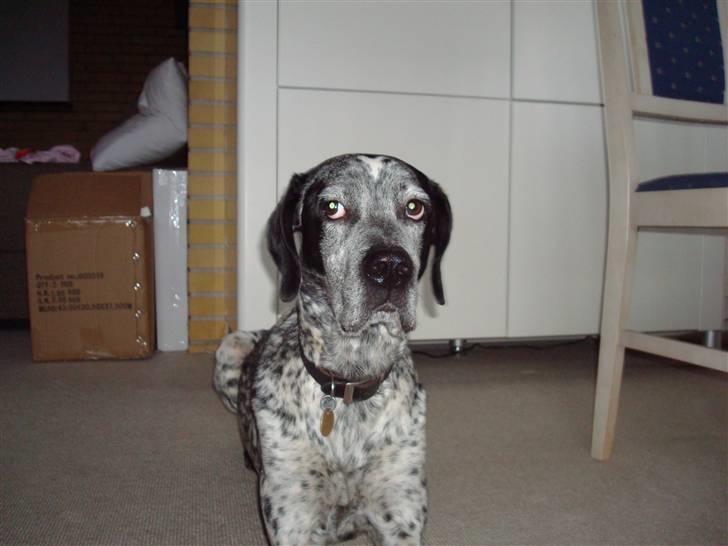 Blanding af racer Balou - Rip ???? billede 12