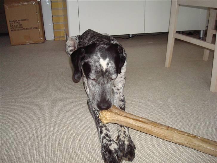 Blanding af racer Balou - Rip ???? billede 13